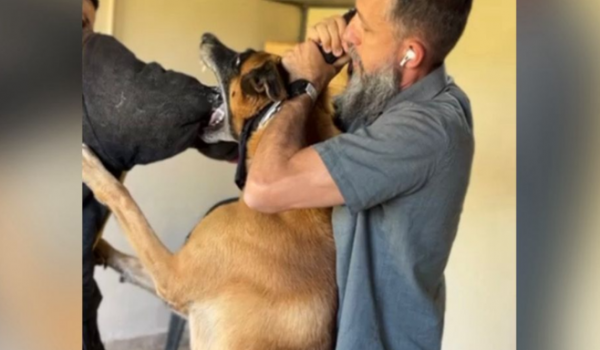 Como agir em caso de ataque de pitbull? Especialista explica técnicas eficazes para conter o animal