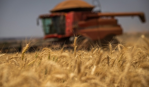 Conab aponta crescimento de 35,7% na produção goiana de trigo