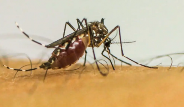 Rio Verde realiza nova ação de combate à dengue no bairro Gameleira neste sábado (7)