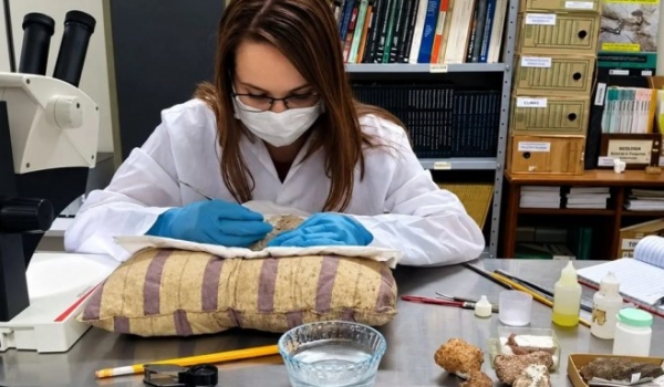 Dinossauros gigantes viveram em Goiás há milhões de anos e deixaram fósseis em três municípios