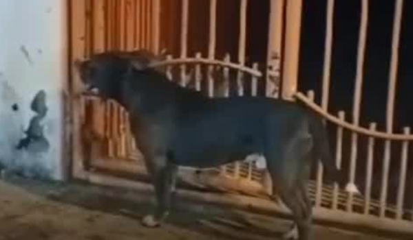 Dono de American Bully é preso após animal atacar mulher na Vila Amália II, em Rio Verde