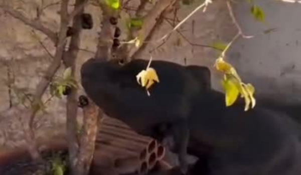 Em Goiás, Pitbull viraliza ao ser flagrada comendo jabuticabas direto do pé
