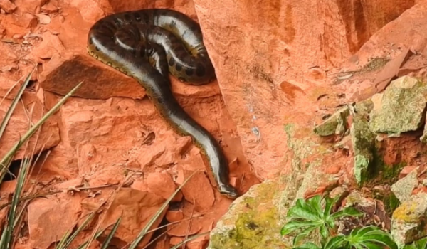 Sucuri gigante é flagrada isolada em buraco milenar, em Mato Grosso do Sul