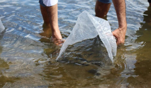 Entenda por que é proibido introduzir peixes nos rios de Goiás sem licença ambiental