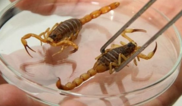 ESCORPIÕES EM RIO VERDE: QUANDO O DESCASO ABRE ESPAÇO PARA O PERIGO