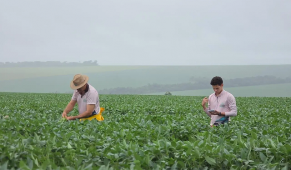 Expedição Safra aponta leve queda na produtividade da soja em Goiás