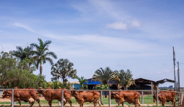 Goiás propõe FCO específico para socorrer criadores de gado de leite