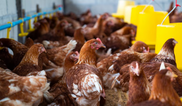 Após controle da gripe aviária, 17 países retiram restrições à carne de aves do Brasil