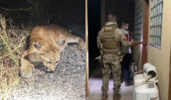 COD resgata onça parda atropelada em rodovia de Goiás