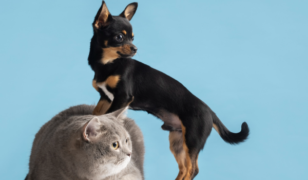 Reforma do Código Civil pode transformar animais em sujeitos de direitos no Brasil