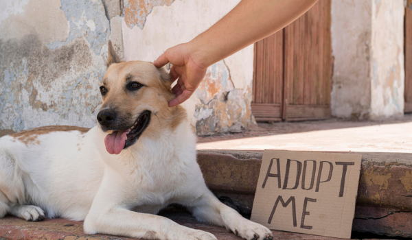Secretaria de Meio Ambiente promove adoção responsável de cães durante a Expo Rio Verde