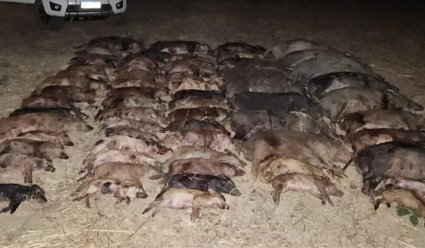 Maior operação de manejo do Brasil abate 65 javalis em Campo Alegre de Goiás 