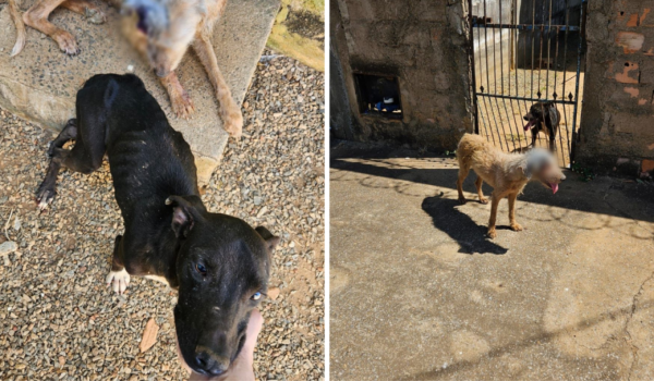 Polícia Civil prende homem por maus-tratos a cães em Goiânia