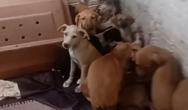 Soltura de fogos causa morte de cinco cães em abrigo de Caruaru e reacende alerta sobre perigos para os animais