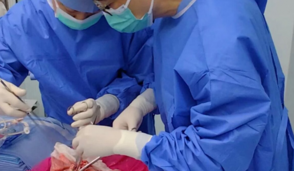 China realiza primeiro transplante de pulmão de porco para humano em experimento inédito