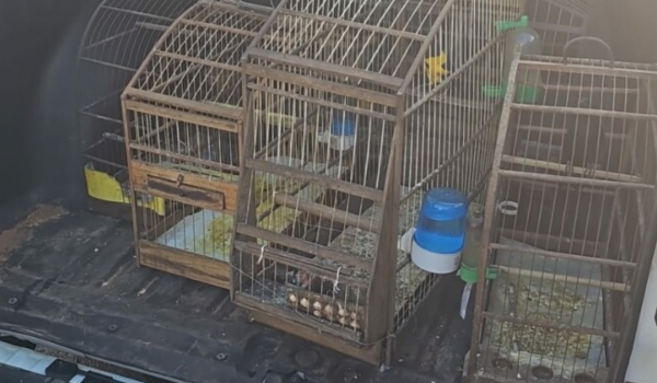 Polícia Civil apreende aves silvestres mantidas em cativeiro durante operação em Aparecida de Goiânia