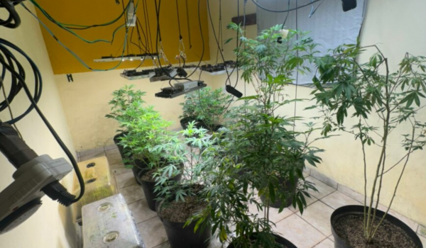 Estufa de maconha e centenas de comprimidos de LSD são apreendidos pela Polícia Civil em Goiás