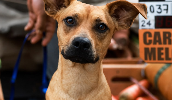 Feira de adoção de cães e gatos acontece neste domingo (25) no Parque Interlagos, em Rio Verde