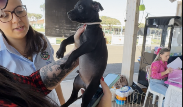 Feira de adoção na Expo Rio Verde disponibiliza cães vacinados, vermifugados e com vale-castração
