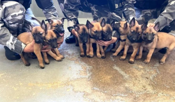 Filhotes de cães farejadores nascem em canil da PM e recebem treinamento; veja as fotos