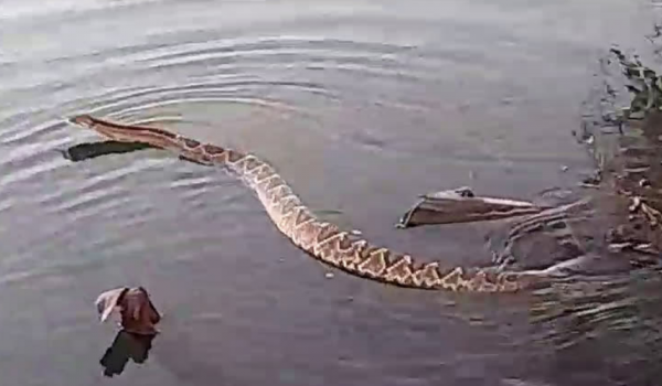 Biólogo capta imagem rara de cascavel nadando em represa de Porteirão