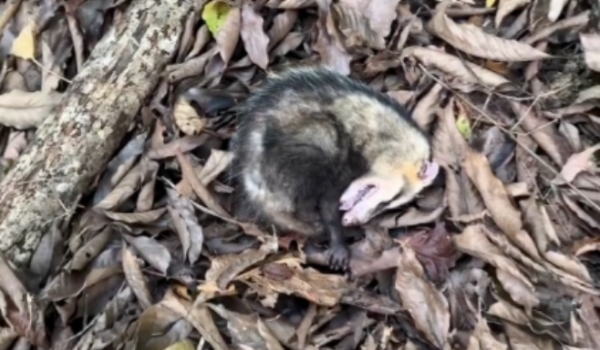 Gambá finge estar morto para escapar de ameaça e registro viraliza nas redes