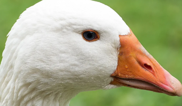 Foie gras: projeto de lei que proíbe alimentação forçada de animais é aprovada no Brasil