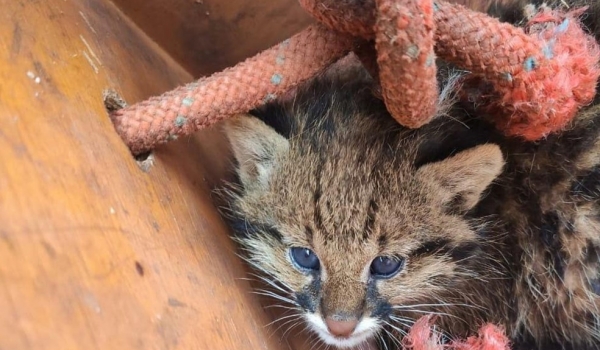 Morador de Santa Helena resgata filhote de gato-do-mato em área atingida por incêndio