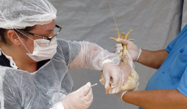 Goiás decreta emergência zoossanitária para prevenir gripe aviária