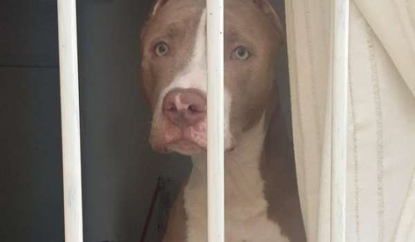 Governo de SC impõe regras rígidas para circulação de pitbulls e raças derivadas