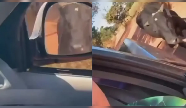 Homem é investigado por arrastar boi preso a caminhonete e gravar cena em tom de deboche em Goiás