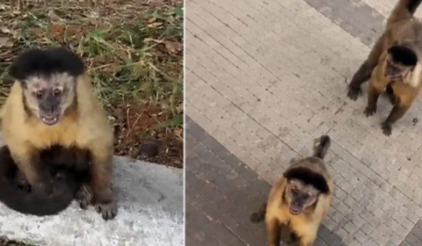 Em Catalão, homem é mordido por macaco-prego durante caminhada em represa