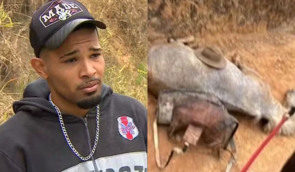 Homem que mutilou cavalo no interior de SP é condenado a 11 meses de prisão