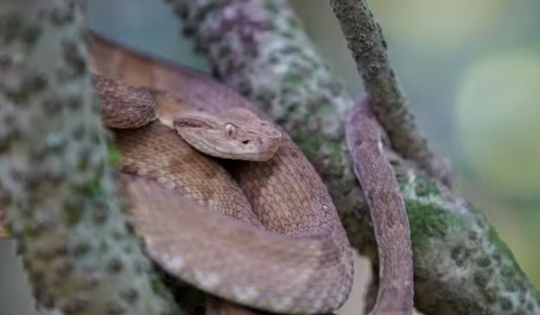 Segunda ilha com a maior densidade de cobras do mundo fica no Brasil; saiba qual