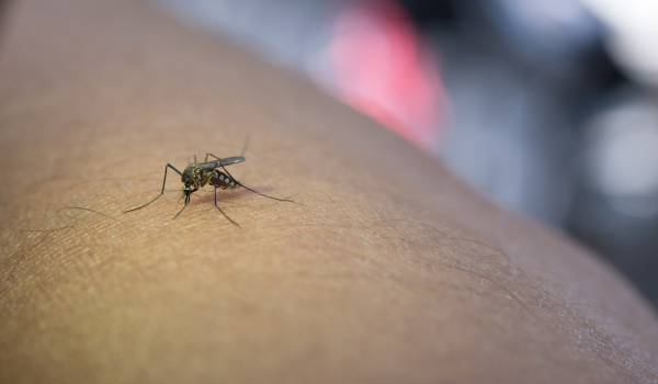 Número de mortes por dengue em Goiás aumenta para 06, nessa semana