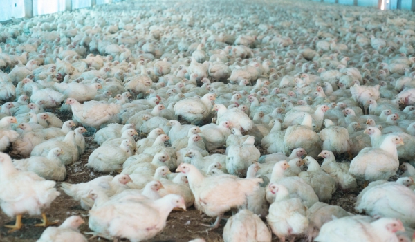 Declaração de biosseguridade em granjas avícolas de Goiás deve ser informada à Agrodefesa até 31 de janeiro