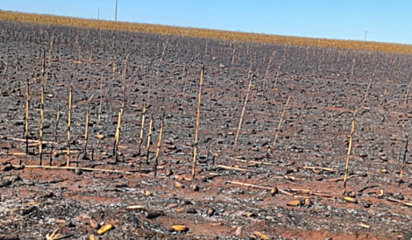 Incêndio atinge plantação de milho próximo ao Residencial Campos Elíseos e mobiliza Bombeiros em Rio Verde