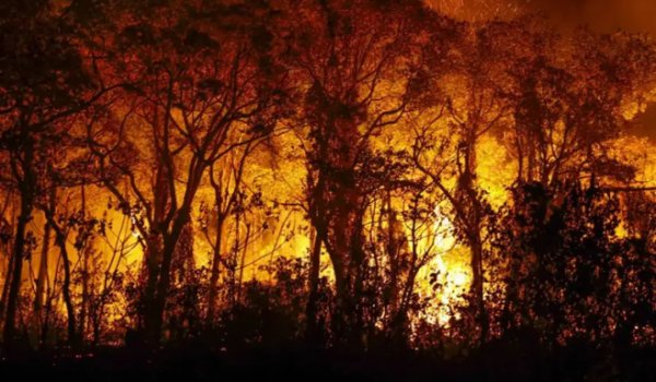 Governo de Goiás suspende uso do fogo em vegetações e decreta emergência ambiental por 120 dias