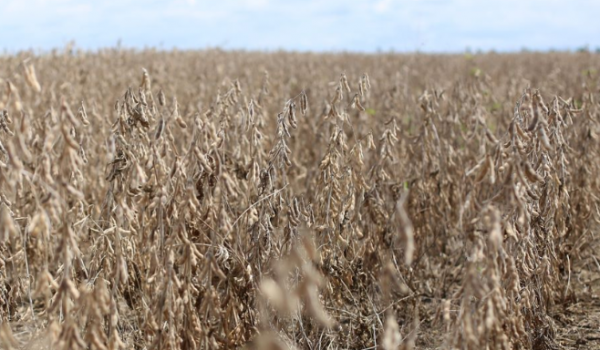Laboratório de fitopatologia retoma atividades em janeiro para monitorar ferrugem asiática da soja em Rio Verde