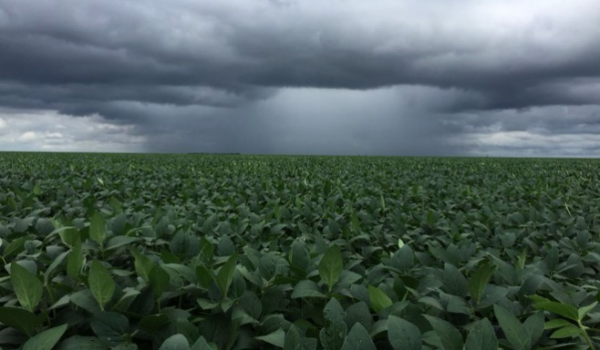 Plantio da soja avança sem atrasos em Goiás, mas clima preocupa produtores