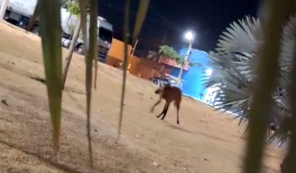 Lobo-guará é visto no Parque Zilda Arns, em Rio Verde