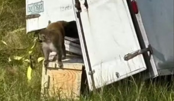 Macaco infectado com hepatite, herpes e Covid-19 foge após acidente e mobiliza autoridades nos EUA