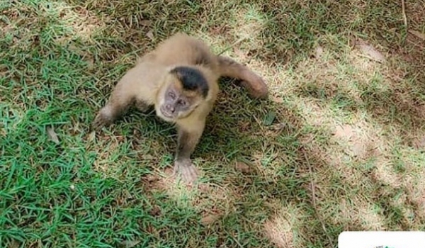 Polícia Ambiental resgata macaco prego em cativeiro