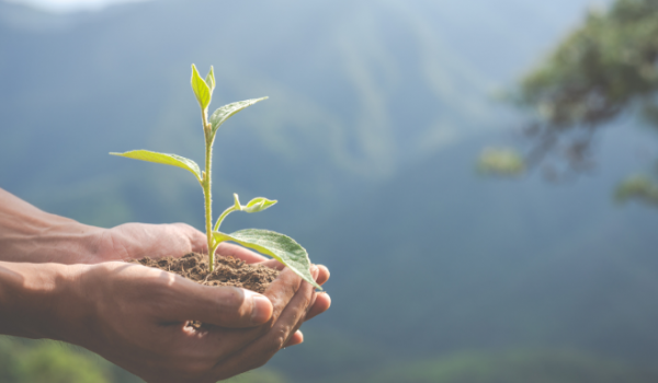 CELEBRANDO O DIA MUNDIAL DO MEIO AMBIENTE: UM CHAMADO À AÇÃO NO BRASIL