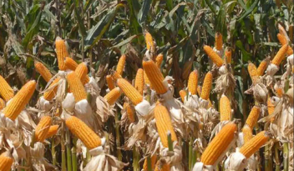 Expedição Safra Goiás inicia nova etapa para avaliar milho, sorgo e girassol em 19 municípios