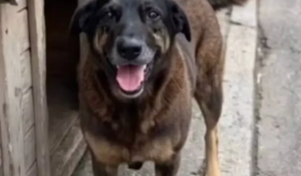 A CRUELDADE SILENCIOSA: O CASO DO CÃO ORELHA E A RESPONSABILIDADE SOCIAL