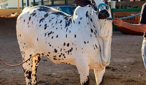 Muito além da beleza: Gado de elite une genética, manejo e alto valor na Expo Rio Verde