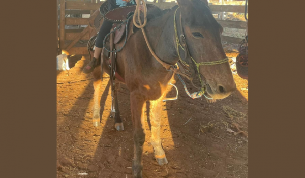 Mula Peppa está sumida após fugir de chácara e donos pedem ajuda