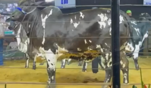 Nelore pintado se torna a 2ª vaca mais cara do mundo a ser arrematada por R$ 6 milhões em leilão