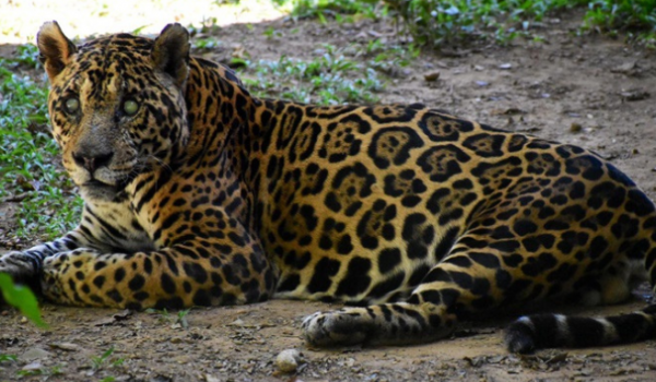 Adeus, Sansão: morre a onça-pintada mais velha do mundo sob cuidados humanos em Goiás